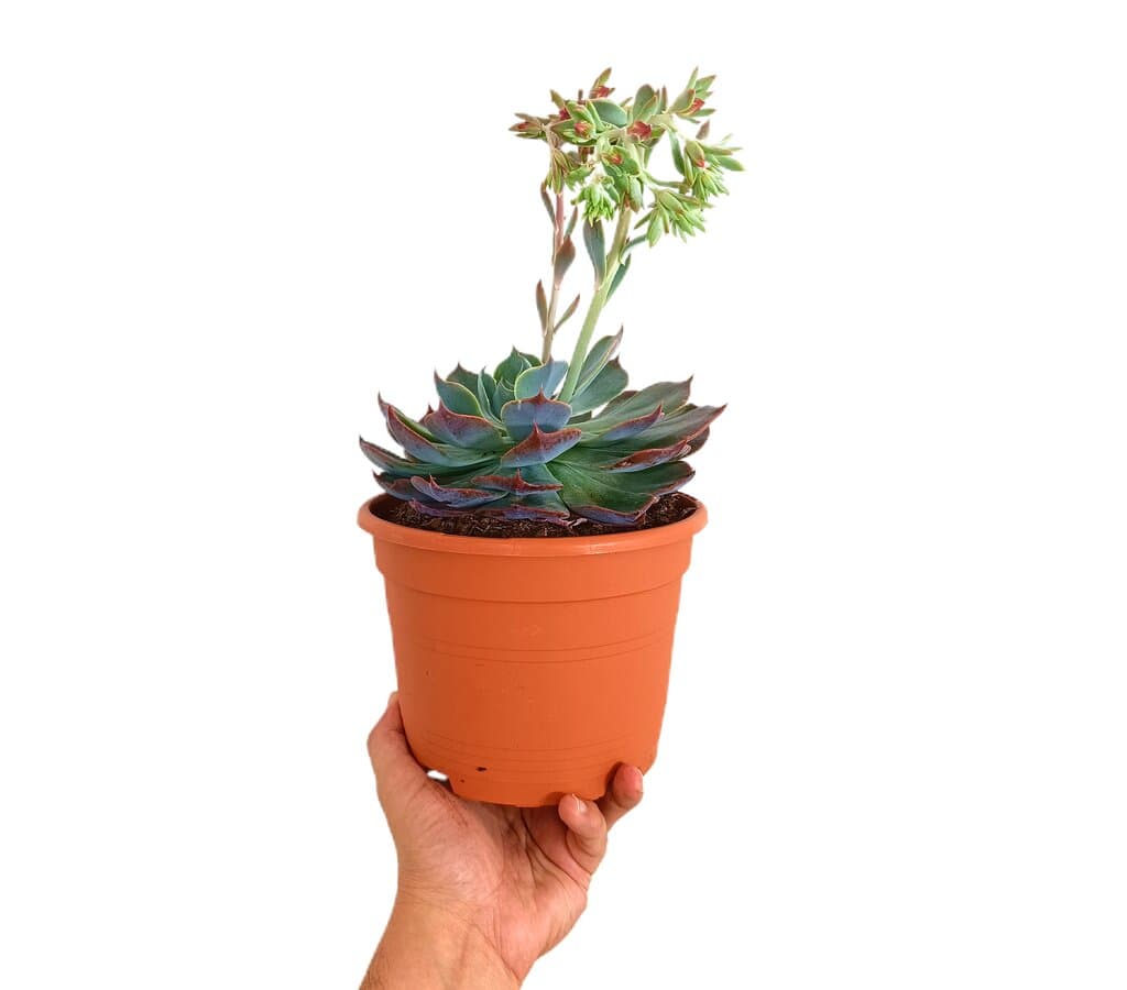 Echeveria Gigantea M17_0