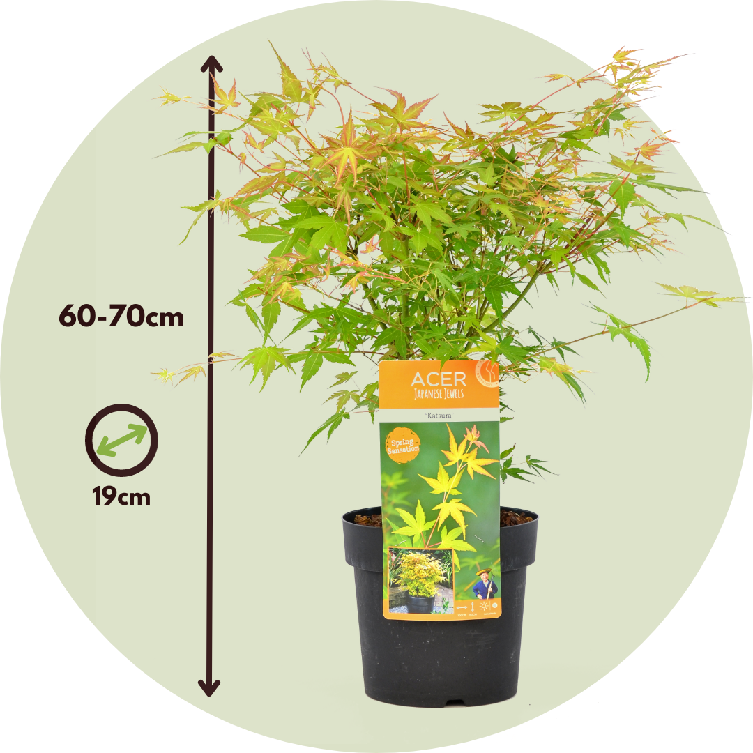 Arce Japonés - 2 Pzs - Acer Palmatum 'katsura' - Altura 60-70cm - ⌀19cm_2