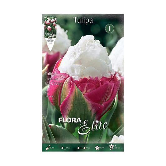 Bolbos de tulipa de gelado duplo 5 unidades