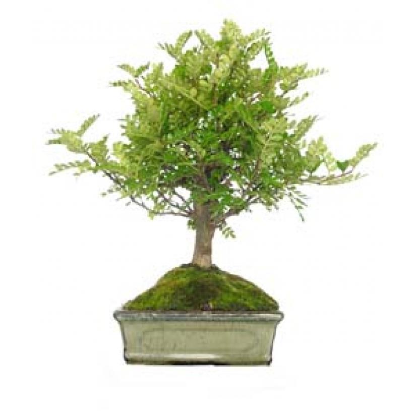 Zanthoxylum piperitum sp. bonsai, 5 anos