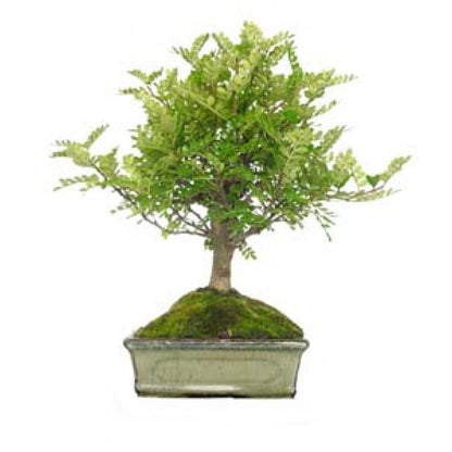 Zanthoxylum piperitum sp. bonsai, 5 anos