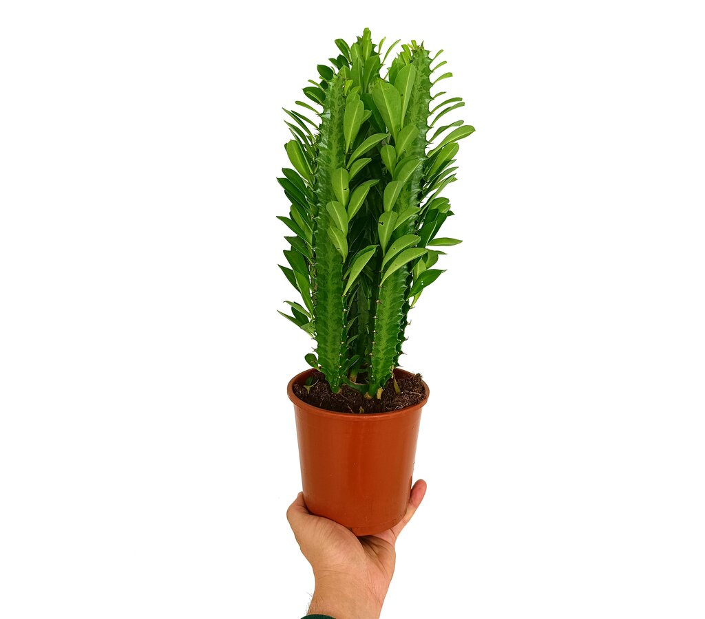 Euphorbia Trigona M14 30cm_0