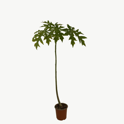 Papaya Árbol - Frutal Tropical - Altura Aprox. 80/100cm._1