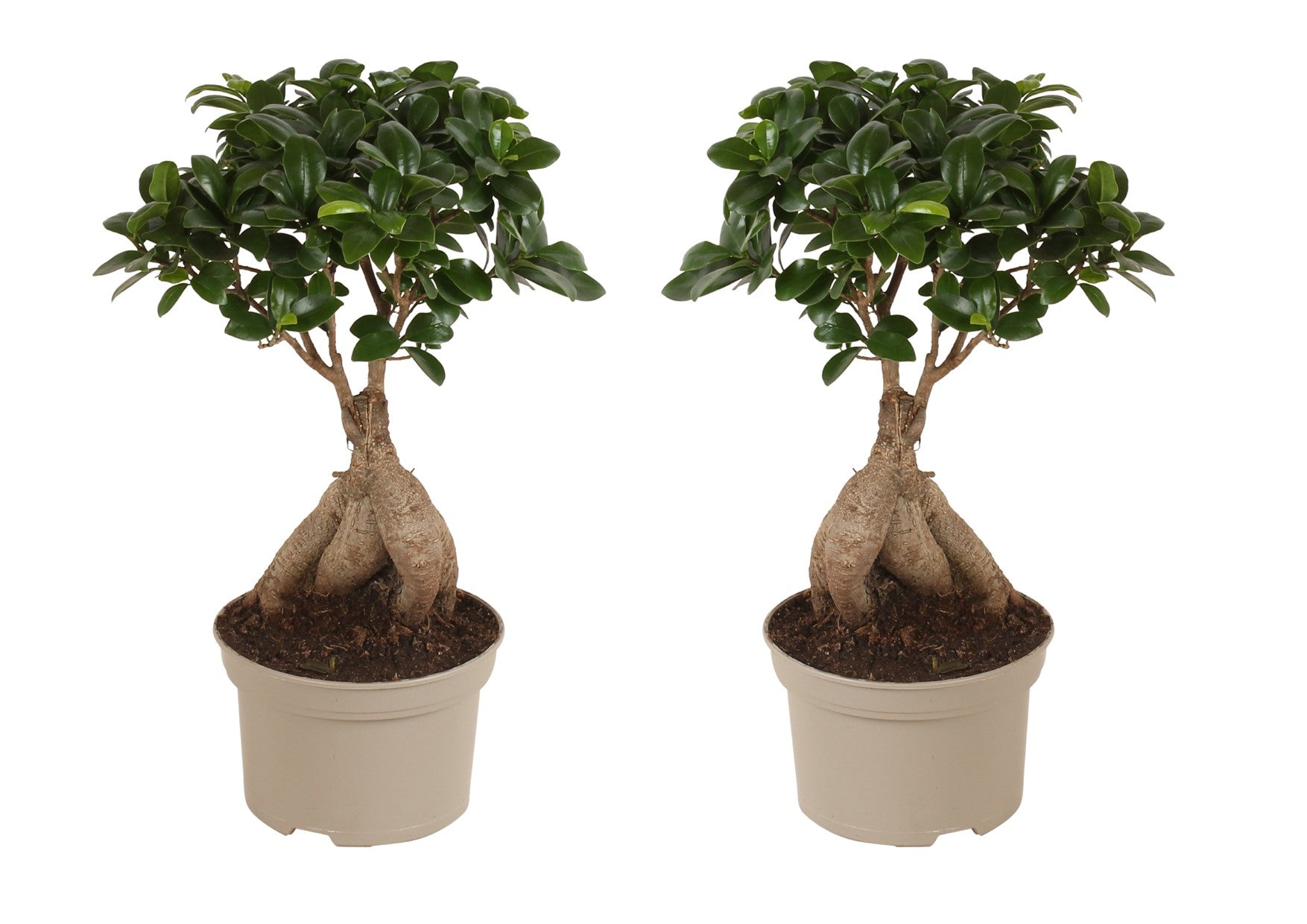 Laurel De Indias - 2 Pzs - Ficus Microcarpa - Altura 35-40cm - ⌀15cm_0