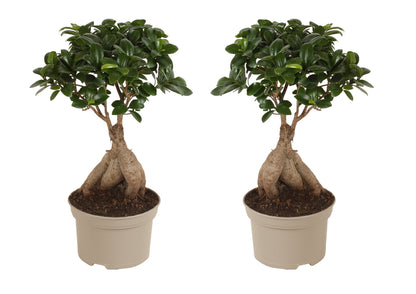 Laurel De Indias - 2 Pzs - Ficus Microcarpa - Altura 35-40cm - ⌀15cm_0