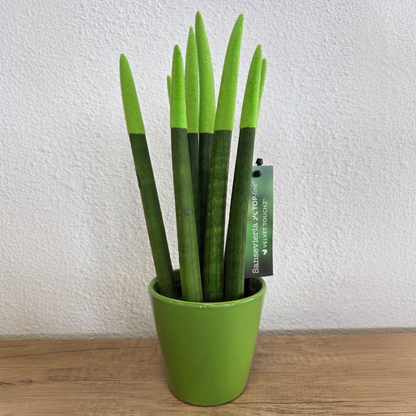 Lengua De Suegra Cilíndrica - Sansevieria Cylindrica - Altura 20-40cm - ⌀9cm_4