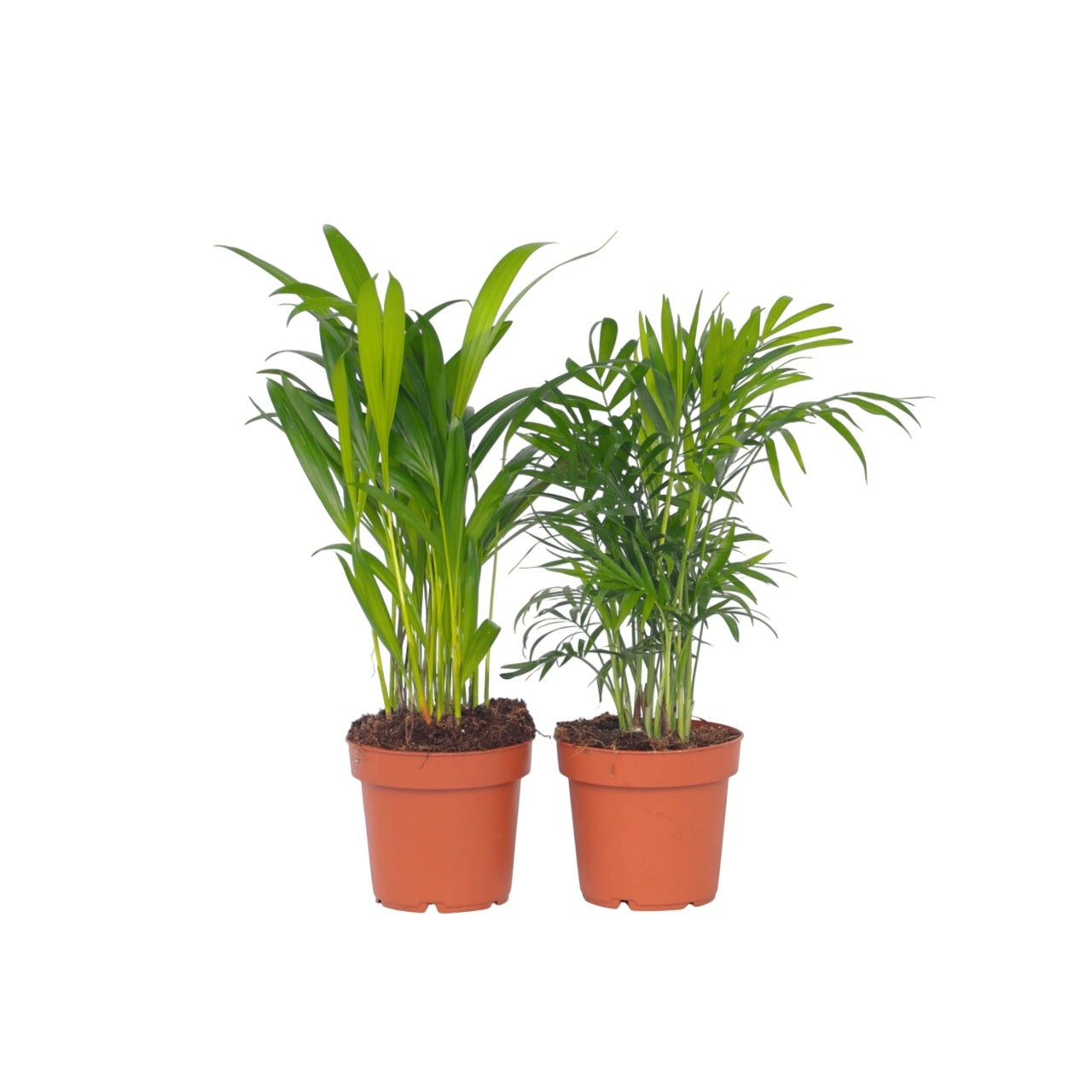 Mini Palmeras De Interior - 2 Pzs - Dypsis Chamaedorea - Altura 25-40cm - ⌀12cm_0
