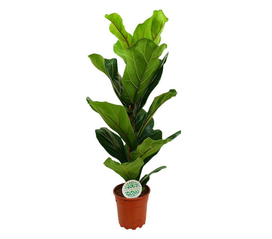 Ficus Lyrata M16 70-80cm_0