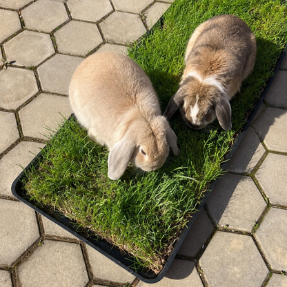 Petground, Parque Para Conejos, Casa De Césped Natural Xl: 120 X 40 Cm_4