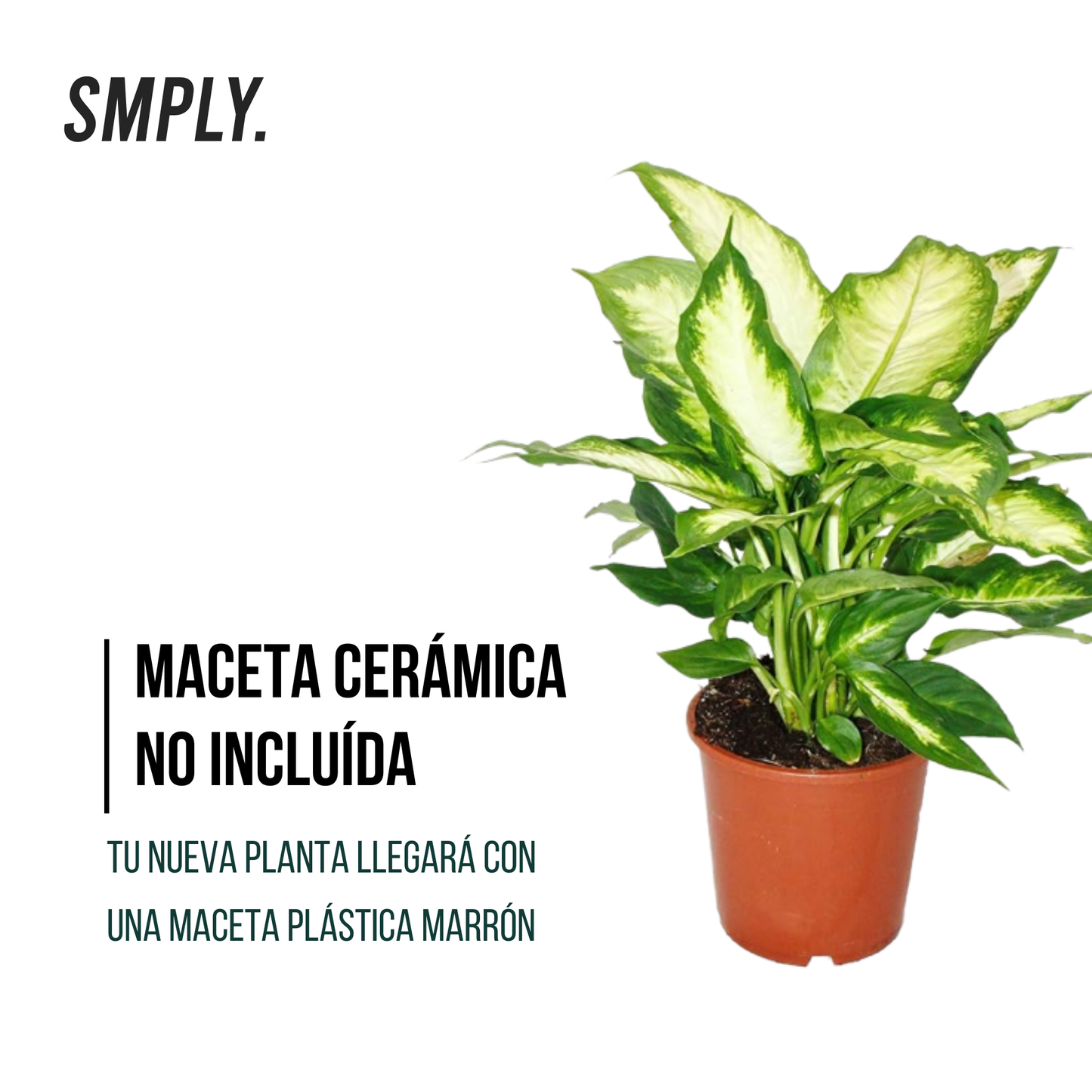 Pack 3 Plantas Naturales -filtro Natural De Aire : Croton + Dieffenbachia Camillia + Palmera Areca Ø12 Cm Alto 30-40 Cm_4
