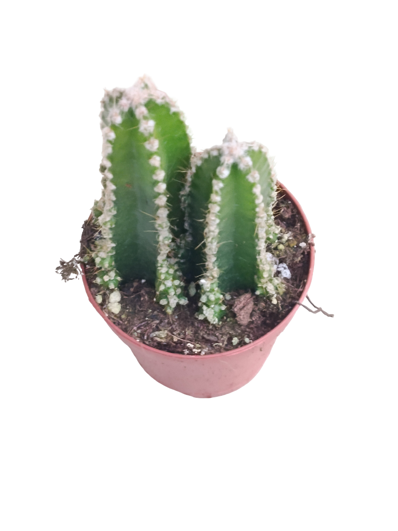 Cactus De Ordenador Ø5 Planta Antiradiaciones_0