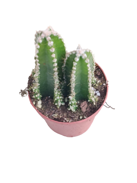 Cactus De Ordenador Ø5 Planta Antiradiaciones_0