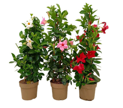 Dipladenia Piramide M17 70-80cm_0