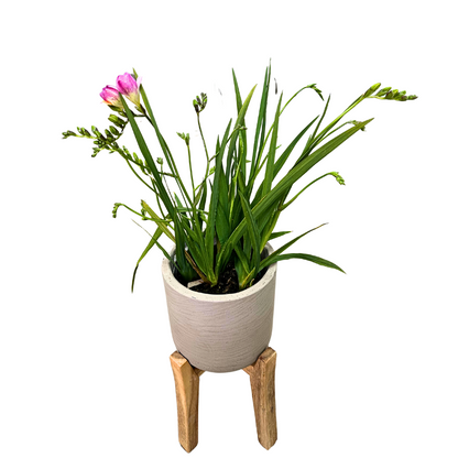 Freesia Colores Variados M14_0