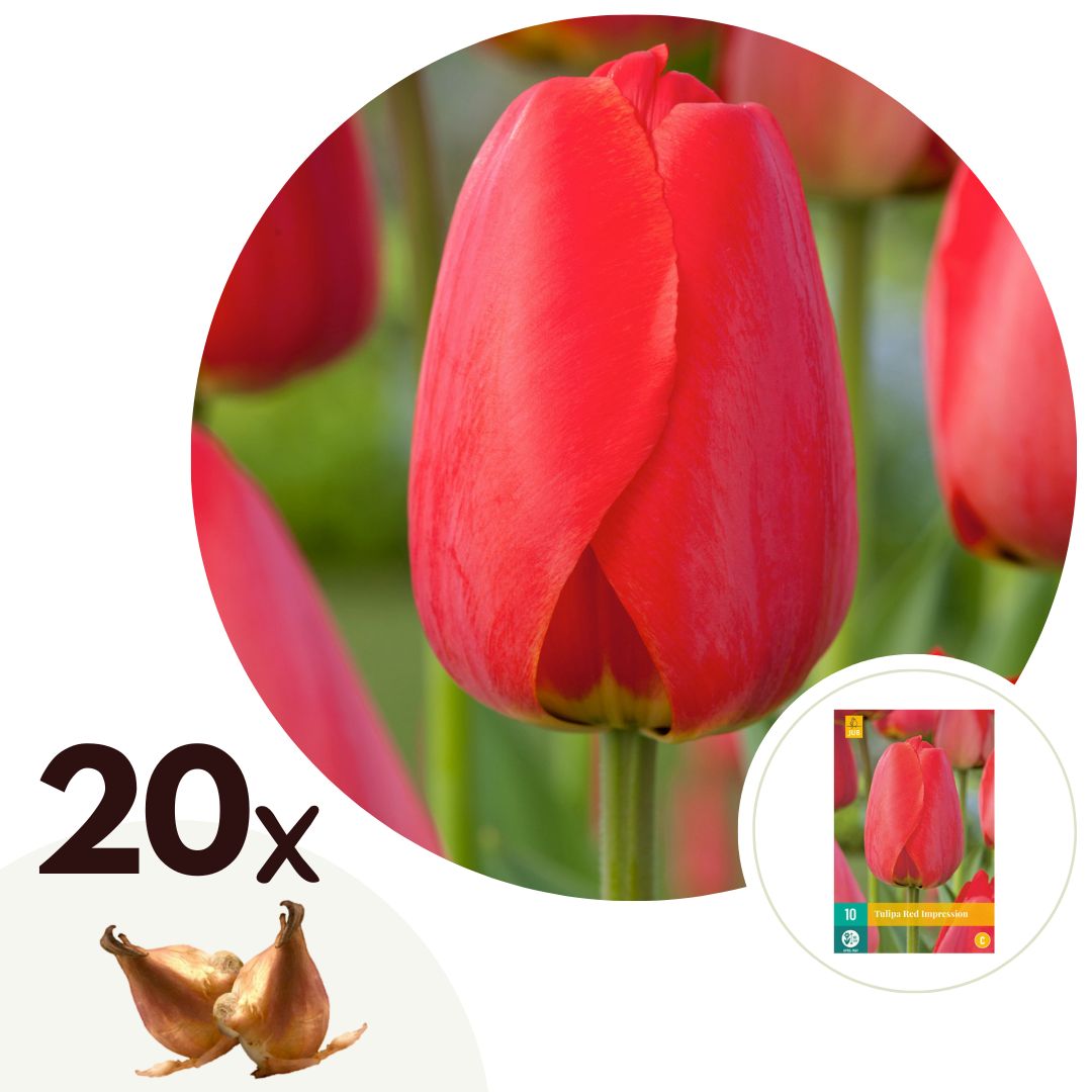 Bulbos De Tulipán - 20 Pzs - Tulipa 'red Impression' - Bulbos De Flores - Rojo_0