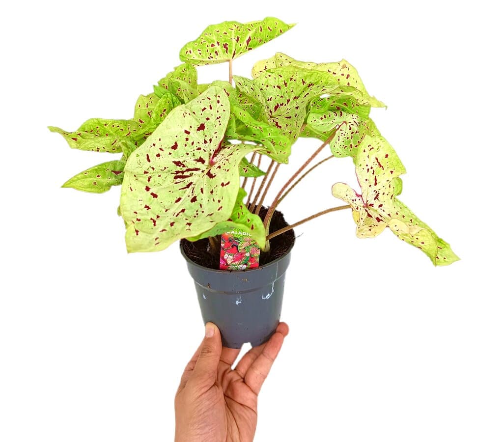 Caladium M12_0