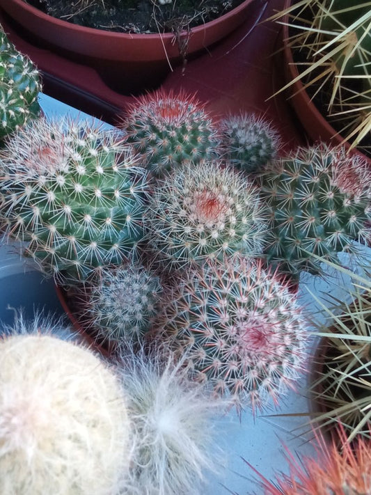 Planta Cactus Mammillaria Bombycina Ø8 Cm_0