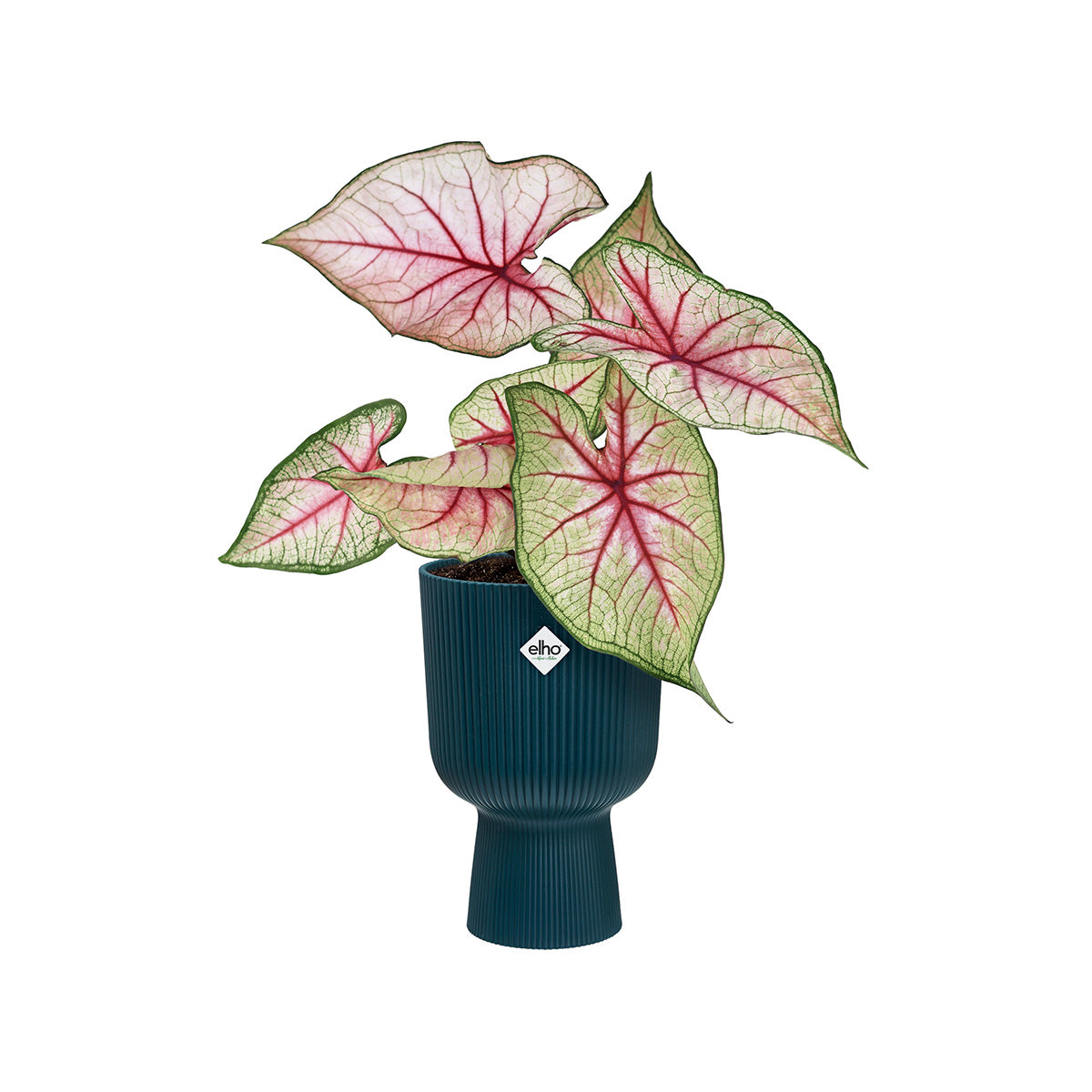 Vaso dobrável Vibes cupê azul profundo Elho 14 cm 