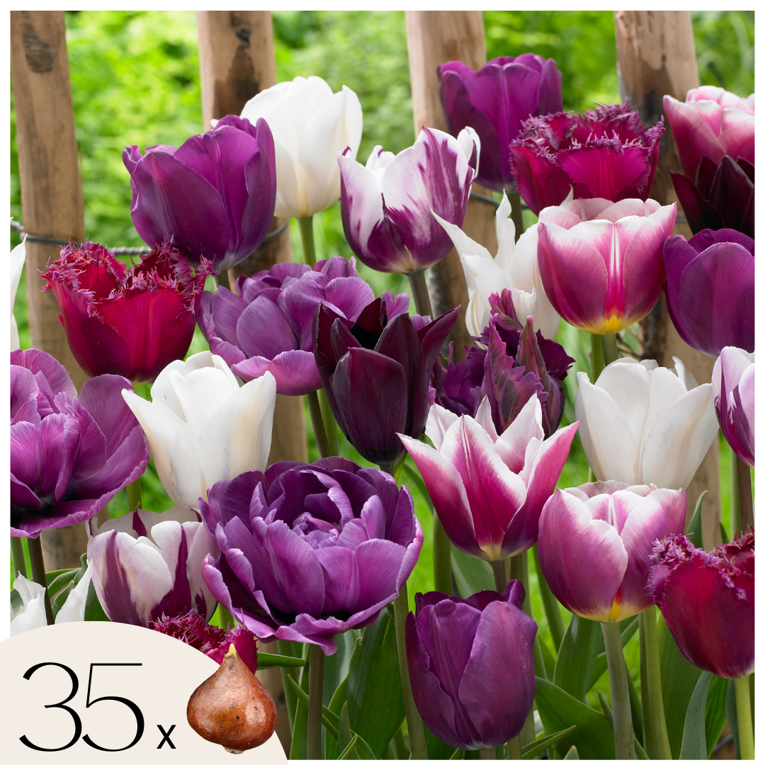 Bulbos De Tulipán - 35 Pzs - Tulipa 'blueberry' - Bulbos De Flores - Púrpura_0