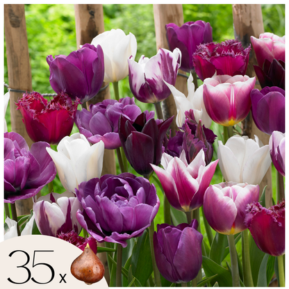 Bulbos De Tulipán - 35 Pzs - Tulipa 'blueberry' - Bulbos De Flores - Púrpura_0