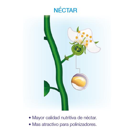 Kynetic4 Bioestimulante Floração e Fixação Seipasa 250 ml
