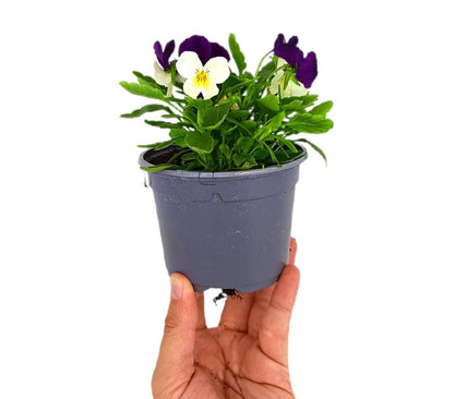 Viola M11_2
