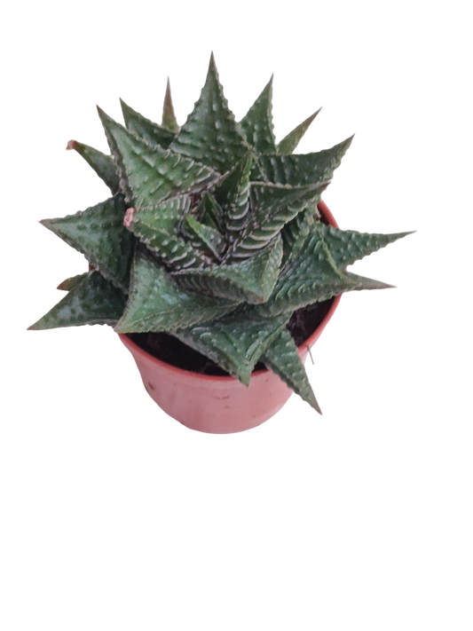 Haworthia Striata Planta Suculenta Ø5 ideal semisombra_0
