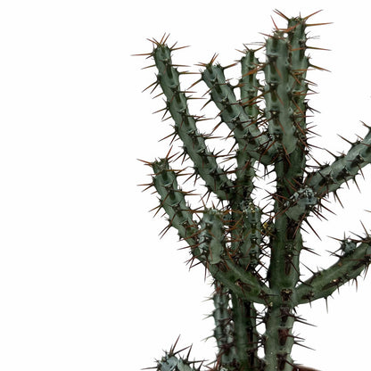 Euphorbia Aeruginosa Cactus Y Suculentas M8,5 cm Ø_2