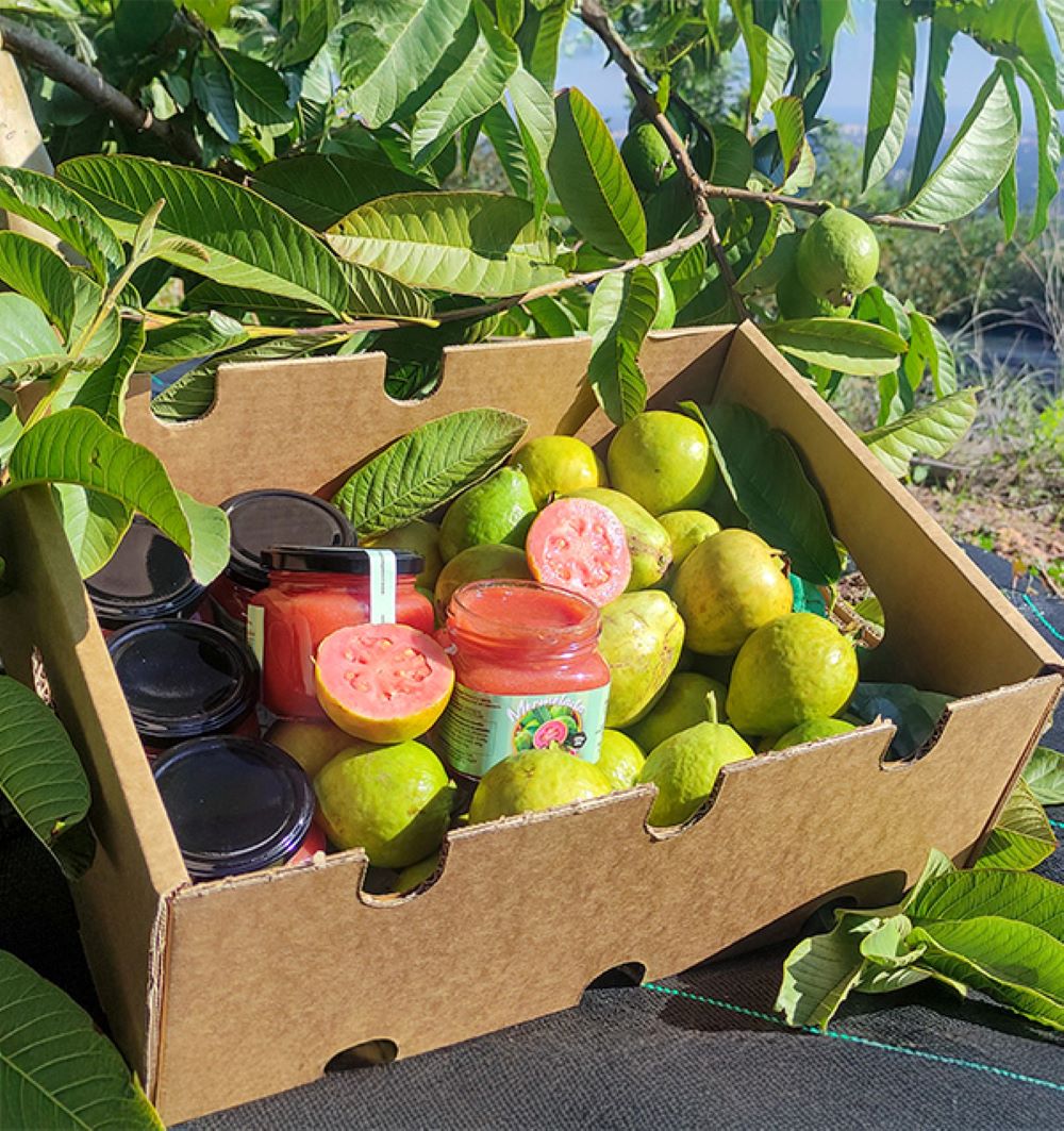 Mermelada De Guayaba Artesanal 4 Botes Tropitop_4