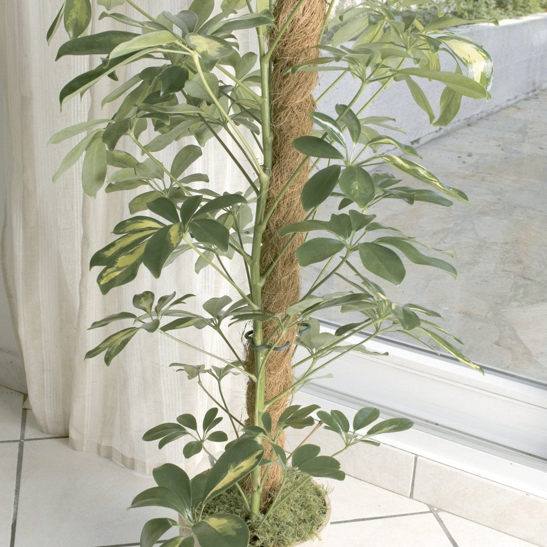 Tutor De Coco Stake Coco 45 Mm 1,5 M Nortene_1