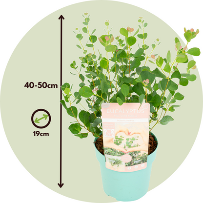 Eucalipto - Eucalyptus Websteriana 'botanic Hearts' - Altura 40-50cm - ⌀15cm_2