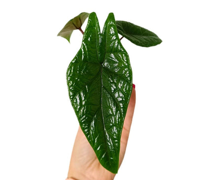 Alocasia Scalprum M6_1