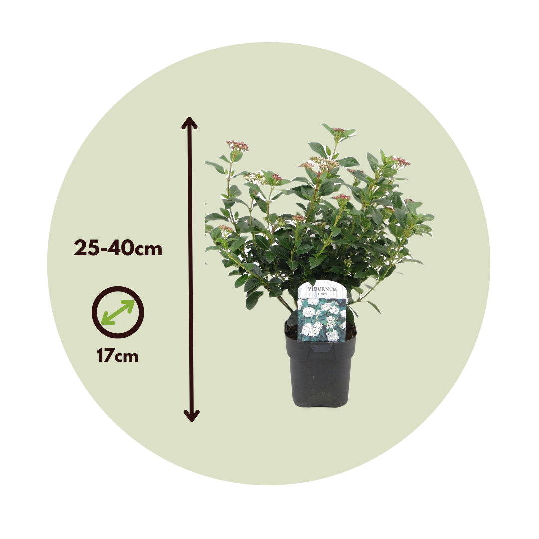 Durillo - 2 Pzs - Viburnum Tinus - Altura 25-40cm - ⌀17cm_2