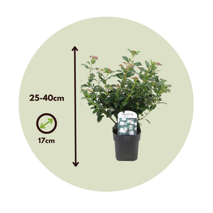 Durillo - 2 Pzs - Viburnum Tinus - Altura 25-40cm - ⌀17cm_2