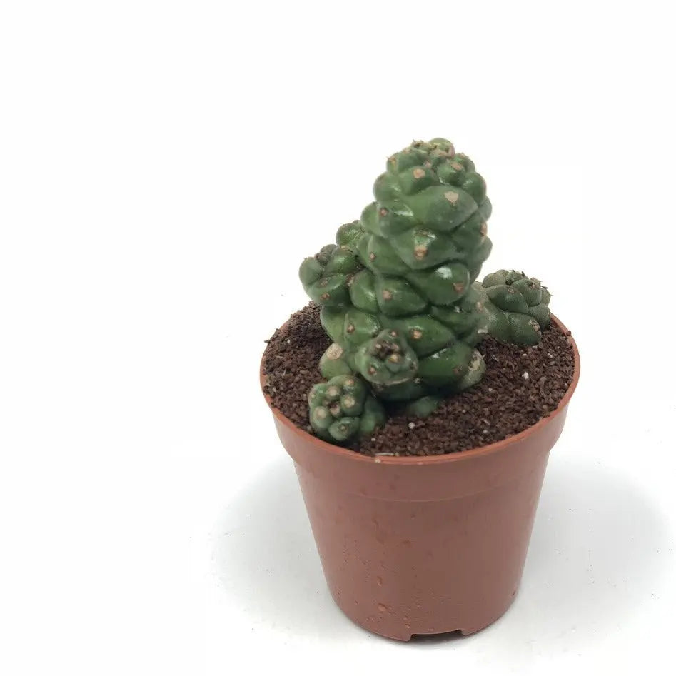 Sustrato Volcánico Bonsáis (sustituto Akadama) / Big Bag 500 L. / 1-2 Mm_0