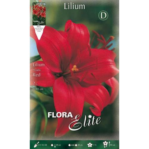 Bulbo asiático de Lilium vermelho 2 unidades