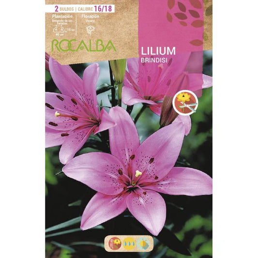 Bolbo de Lilium Brindisi Rosa Suave 2 unidades