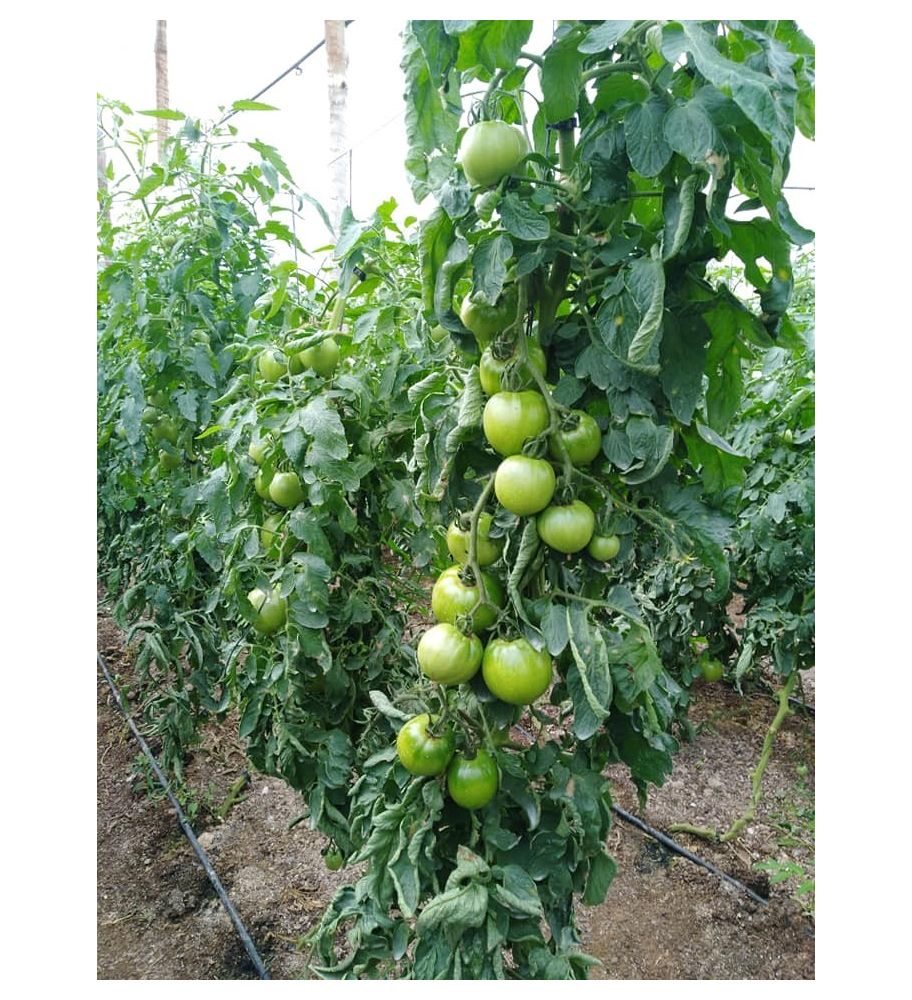 Plantón Tomate Robin F1 (10 Unidades)_1