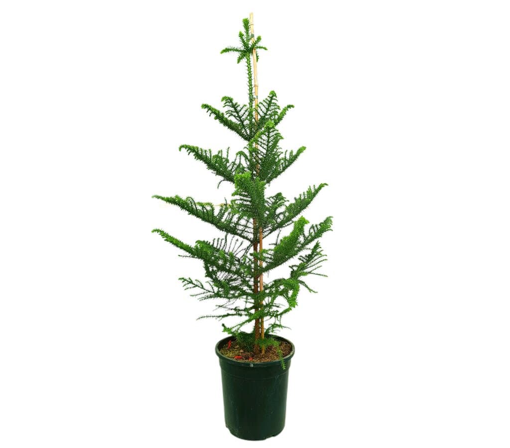 Araucaria Heterophylla M25 150cm (pino De Norfolk)_0