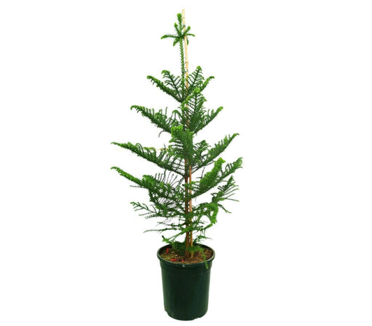Araucaria Heterophylla M25 150cm (pino De Norfolk)_0
