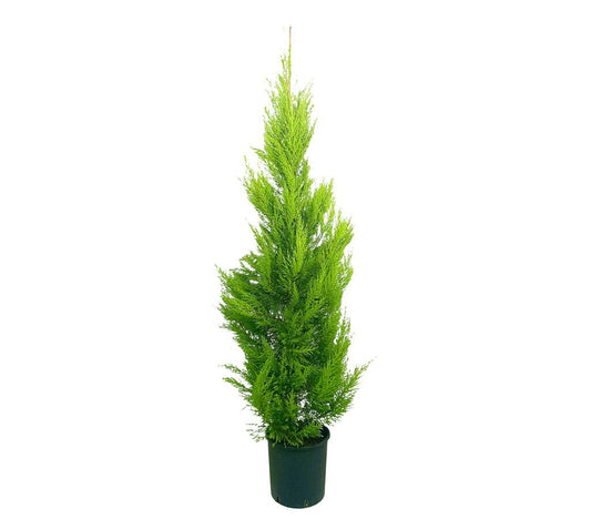 Cupressus Gold Crest M30 150-175cm | Planta Natural| Cipres Limón | Pino Del Limon | Perfecto Para Exterior_0