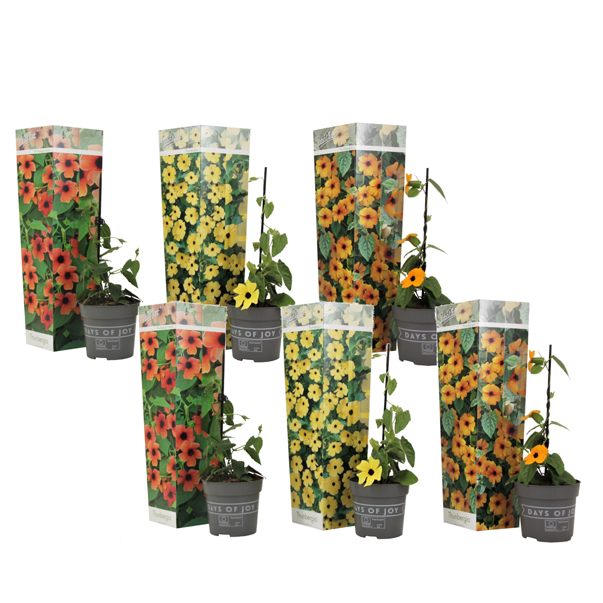 Ojo De Poeta - 6 Pzs - Thunbergia Alata - Altura 25-40cm - ⌀9cm_0