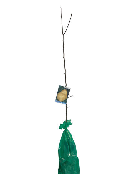 Frutal Peral Moretini Cepellón 140 CM_0
