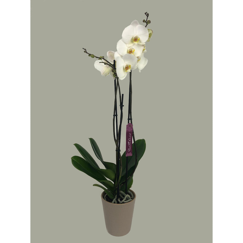 Orquidea Phalaenopsis London 2/3 Tallos M12 70cm_0