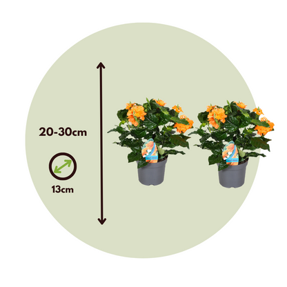 Flor De Fuego - 4 Pzs - Crossandra 'fortuna' - Altura 20-30cm - ⌀13cm_2