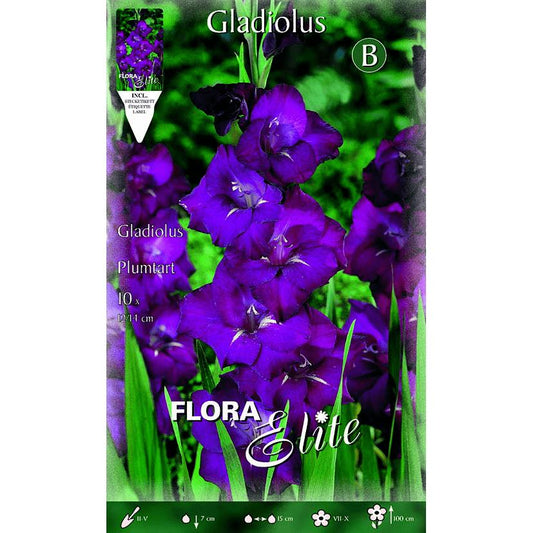 Bolbo de gladíolo lilás 10 peças