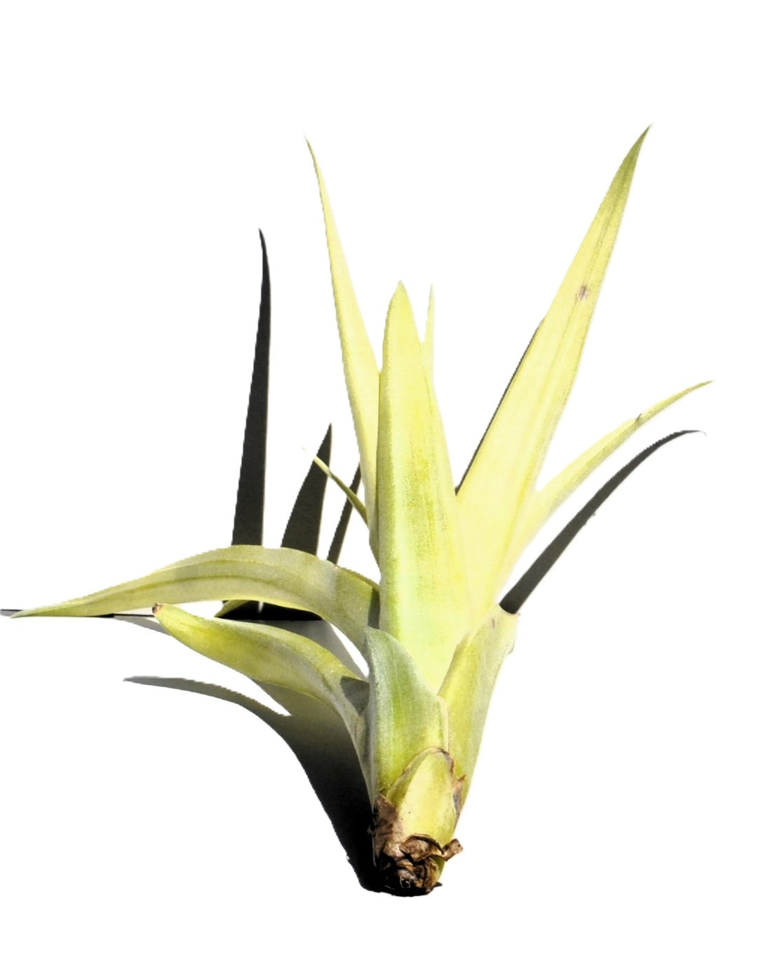 Tillandsia flabellata rubra, planta del aire, Curiosarium, altura 15-20 cm, diámetro 10 cm_1