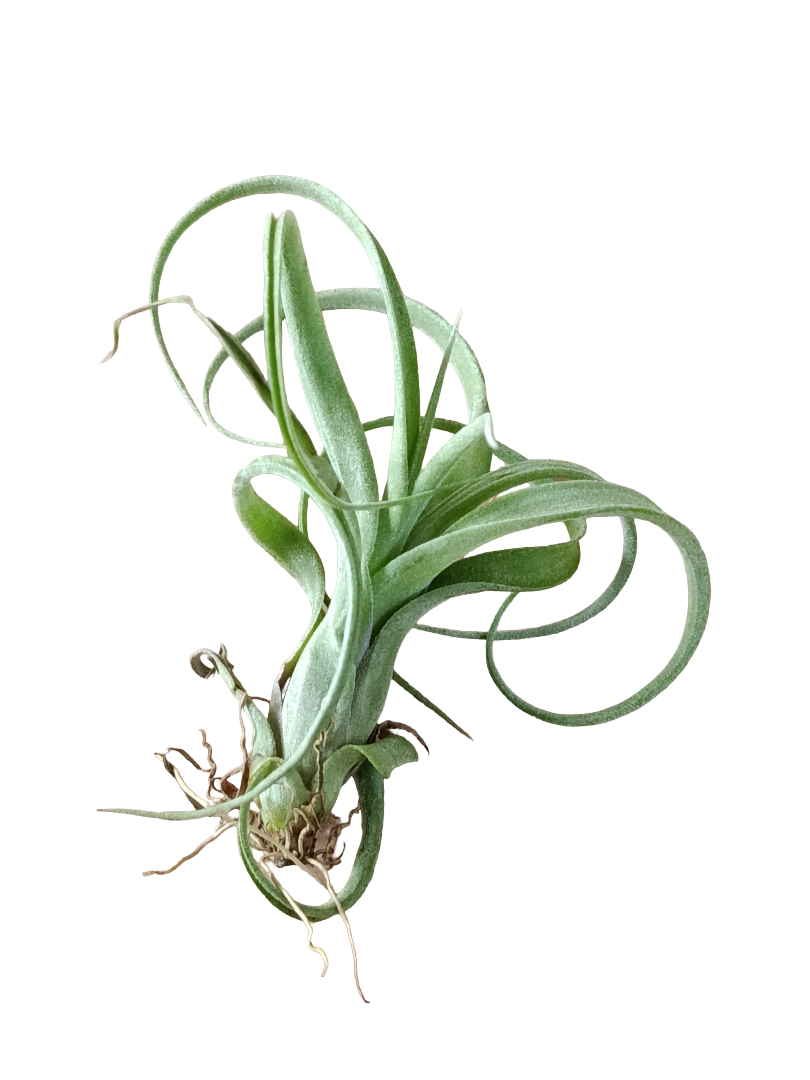 Tillandia Curly Slim Planta Natural 5-8 Cm Clavel Del Aire_0