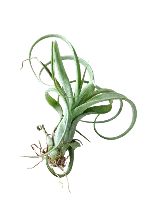 Tillandia Curly Slim Planta Natural 5-8 Cm Clavel Del Aire_0