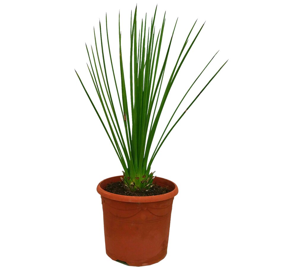 Dasylirium Longissimun M22 75cm (junquillo)_0